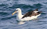 White-capped Albatrossborder=